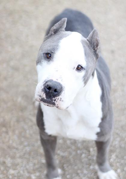 Bartholomew — thumbnail 4