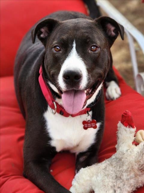 SCARLET, Adoptable, Adult Female Pit Bull Terrier.