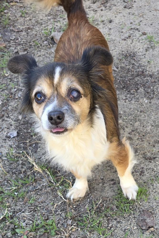 Enlarge Mitzy, a Adoptable mixed breed in Gretna, FL image 1/3