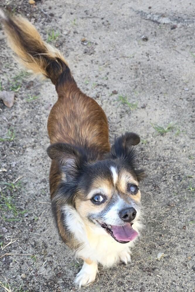 Enlarge Mitzy, a Adoptable mixed breed in Gretna, FL image 2/3