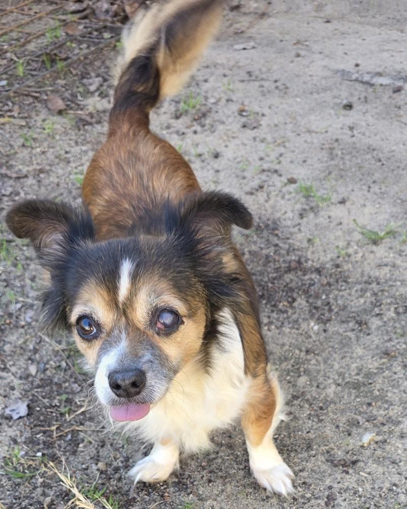Enlarge Mitzy, a Adoptable mixed breed in Gretna, FL image 3/3