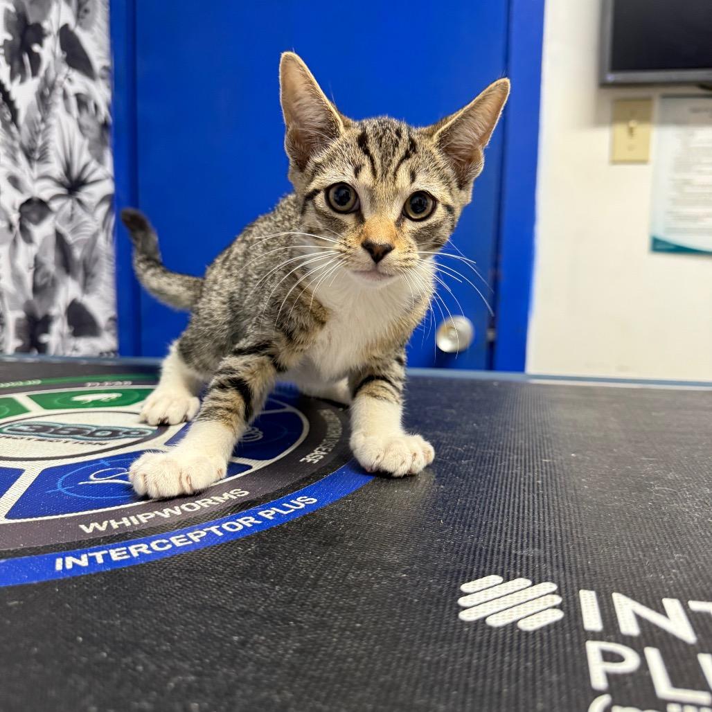 Balsam, Adoptable, Kitten Female Domestic Short Hair.