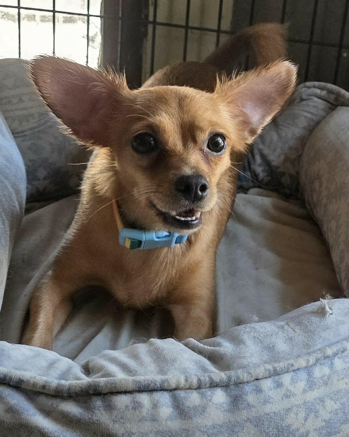 Enlarge Adora, a Adopted Chihuahua in Riverside, CA image 2/6