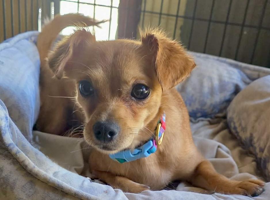 Enlarge Adora, a Adopted Chihuahua in Riverside, CA image 1/6