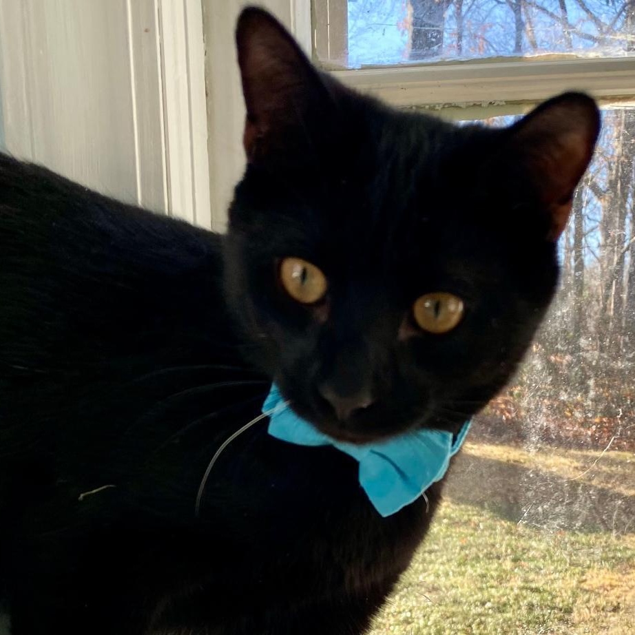 Enlarge Alex, a ADOPTABLE Domestic Short Hair in Gastonia, NC image 5/5