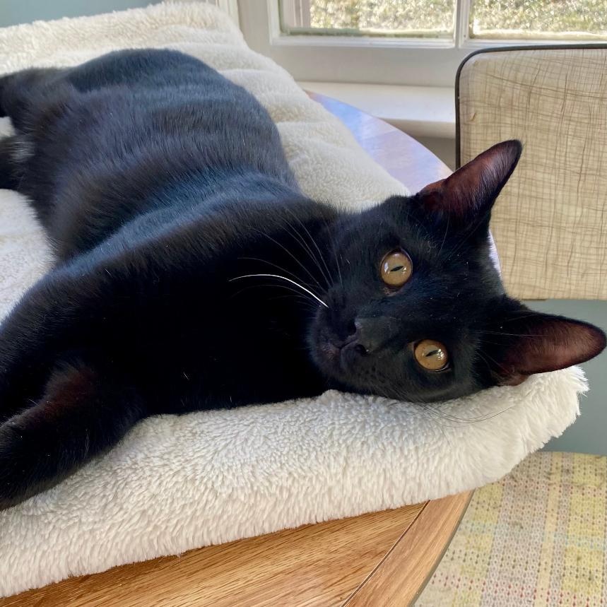 Enlarge Alex, a ADOPTABLE Domestic Short Hair in Gastonia, NC image 4/5