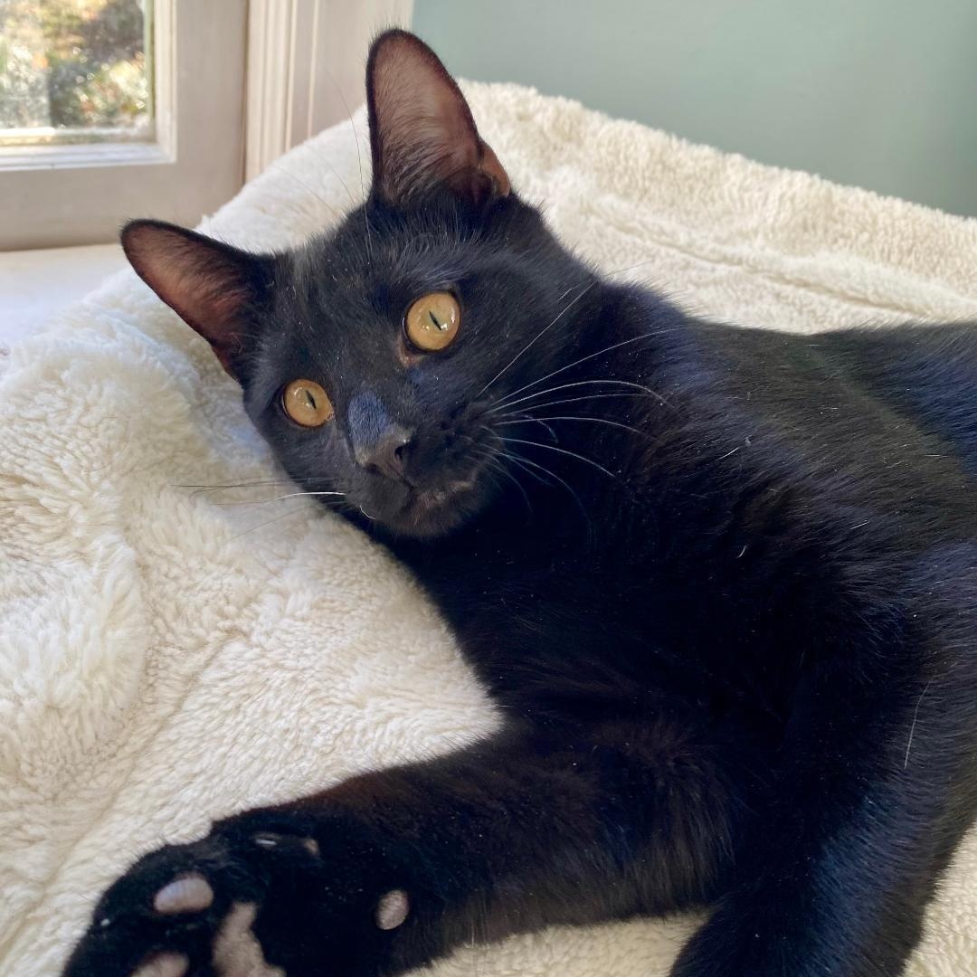 Enlarge Alex, a ADOPTABLE Domestic Short Hair in Gastonia, NC image 2/5