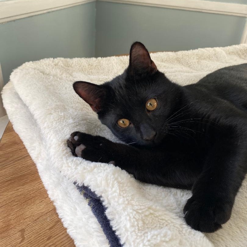 Enlarge Alex, a ADOPTABLE Domestic Short Hair in Gastonia, NC image 3/5