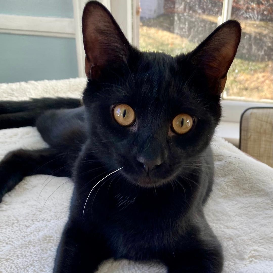 Alex, ADOPTABLE, Kitten Male Domestic Short Hair.