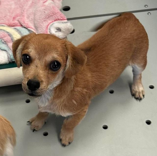 Dog Adoption Vallejo: Your Guide to Finding a Furry Friend