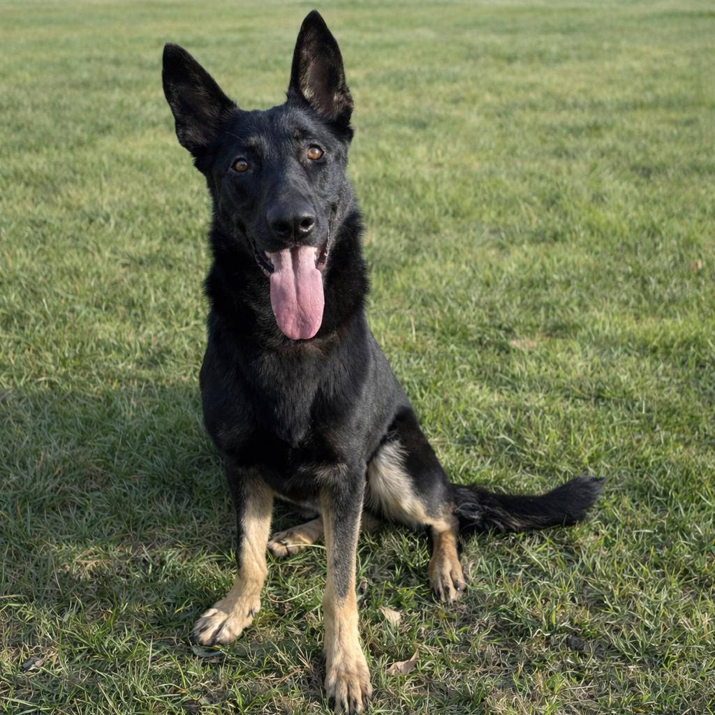Enlarge Berrie D45929, a Adoptable German Shepherd Dog in Corsicana, TX image 1/1
