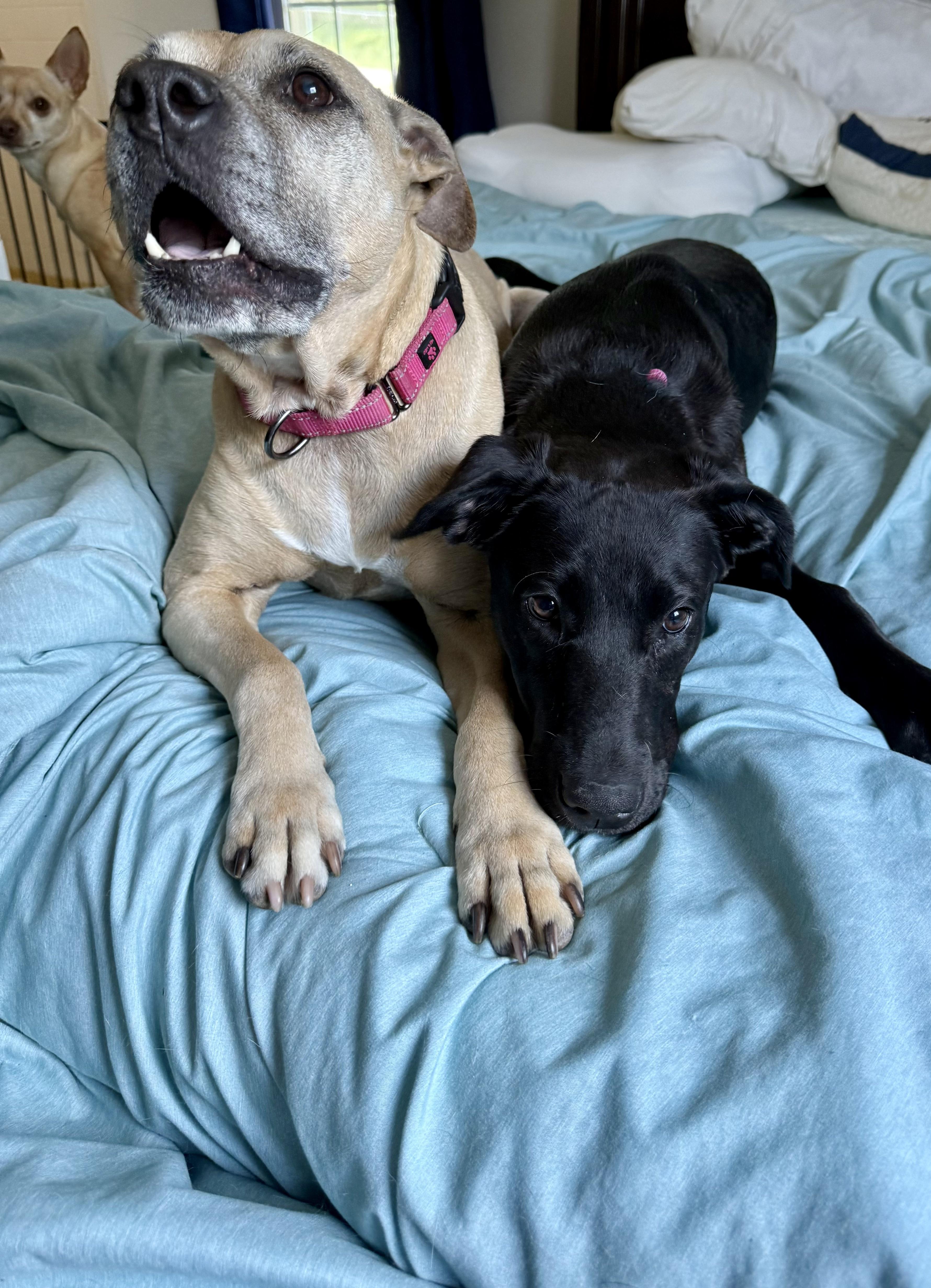 Enlarge Ella Bella, a ADOPTABLE mixed breed in Brentwood, TN image 5/6