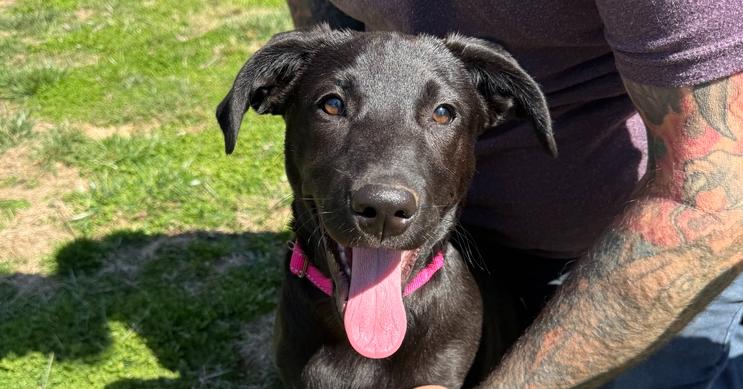 Enlarge Ella Bella, a ADOPTABLE mixed breed in Franklin, TN image 5/6