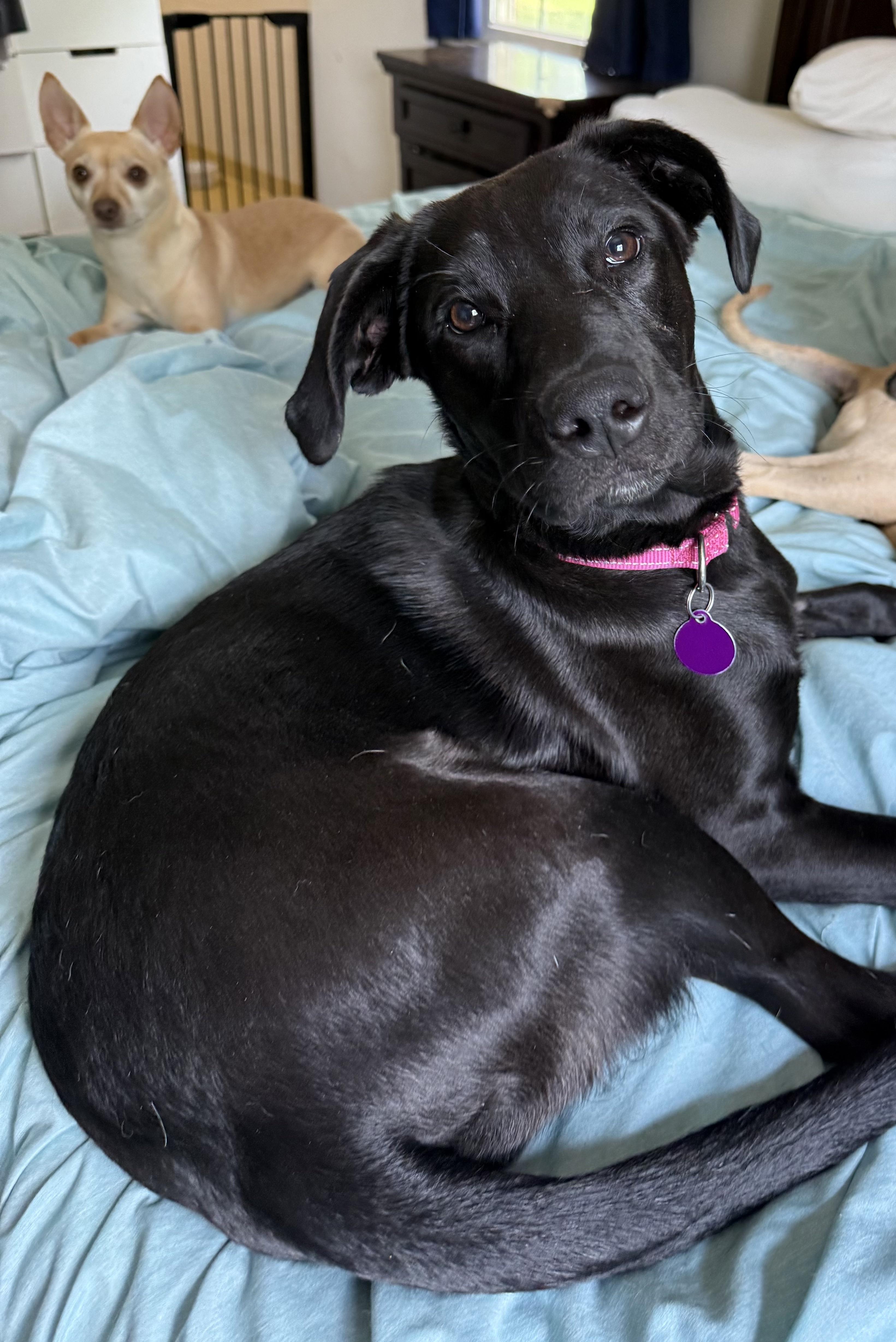 Enlarge Ella Bella, a ADOPTABLE mixed breed in Brentwood, TN image 4/6