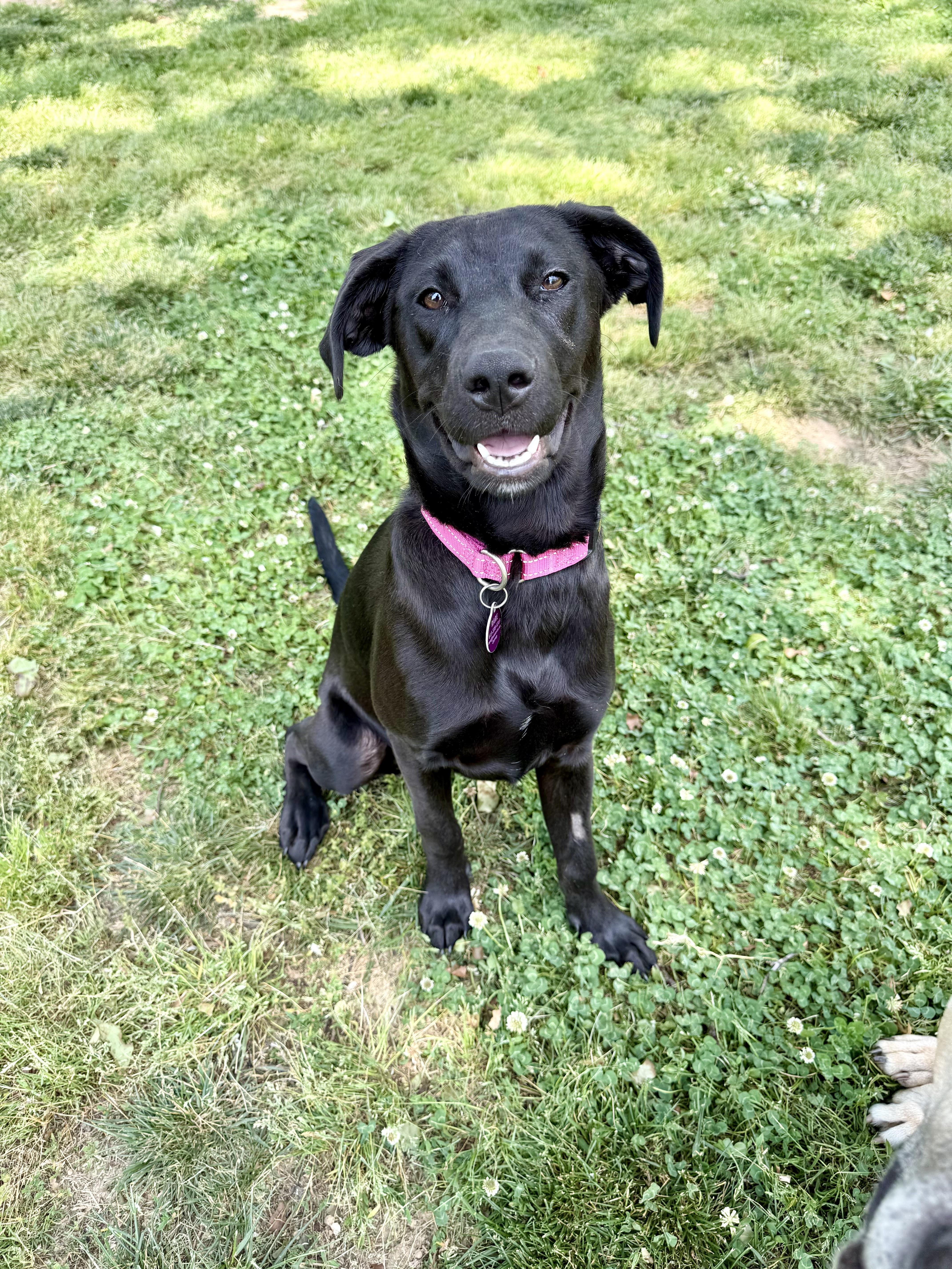 Enlarge Ella Bella, a ADOPTABLE mixed breed in Brentwood, TN image 3/6