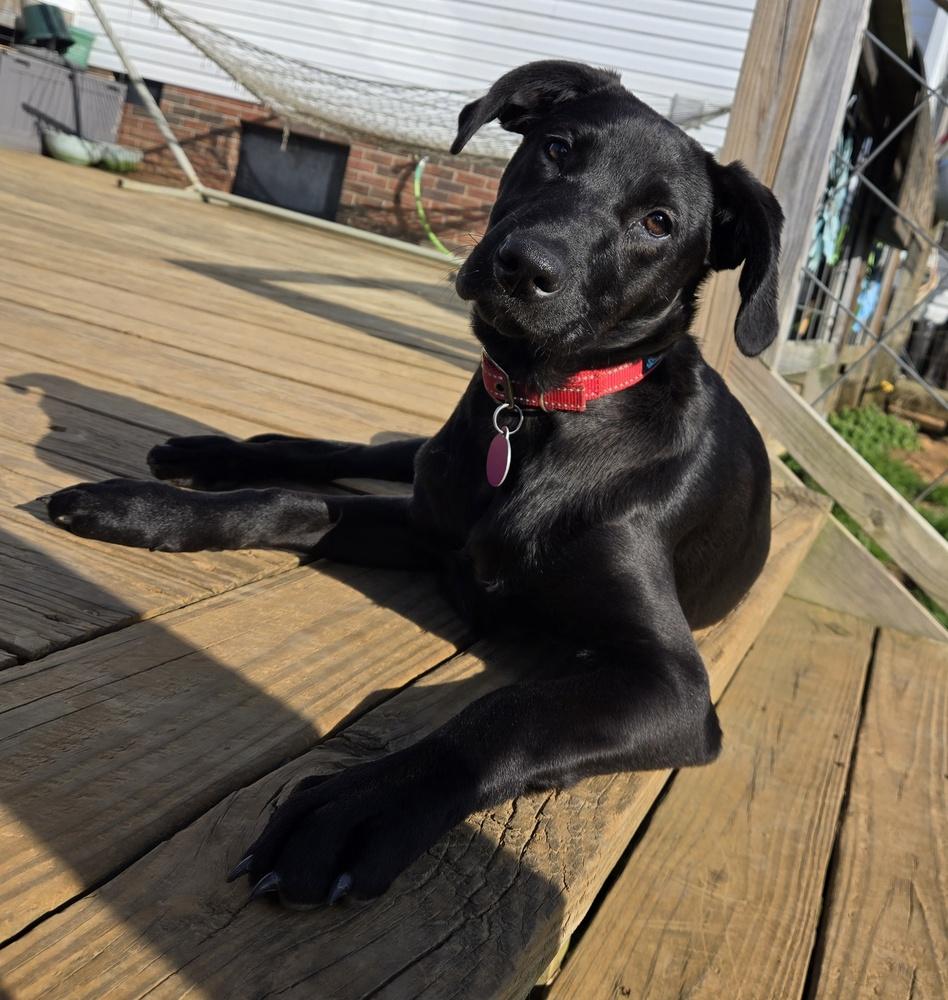 Enlarge Ella Bella, a ADOPTABLE mixed breed in Franklin, TN image 4/6