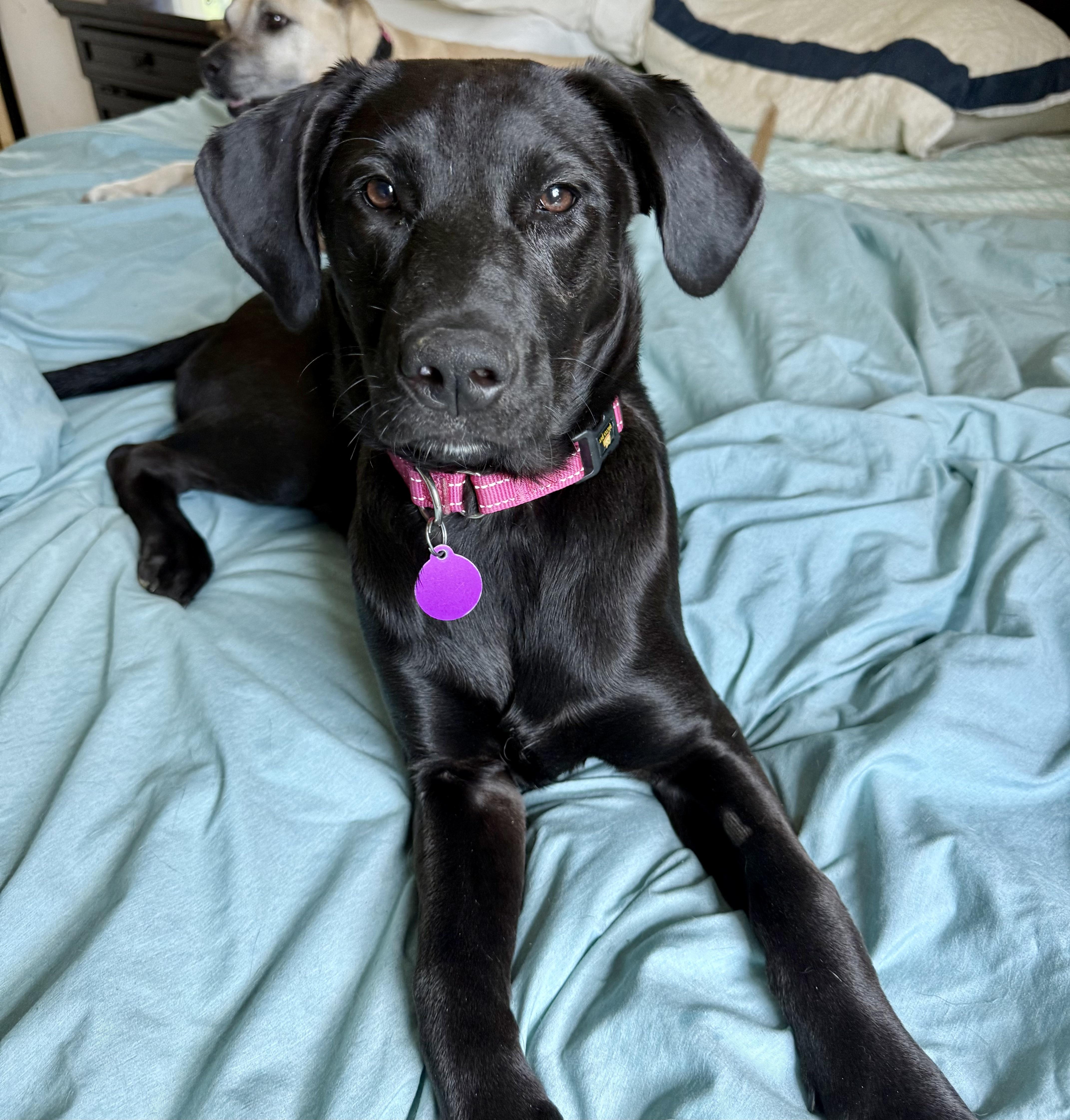 Enlarge Ella Bella, a ADOPTABLE mixed breed in Brentwood, TN image 2/6