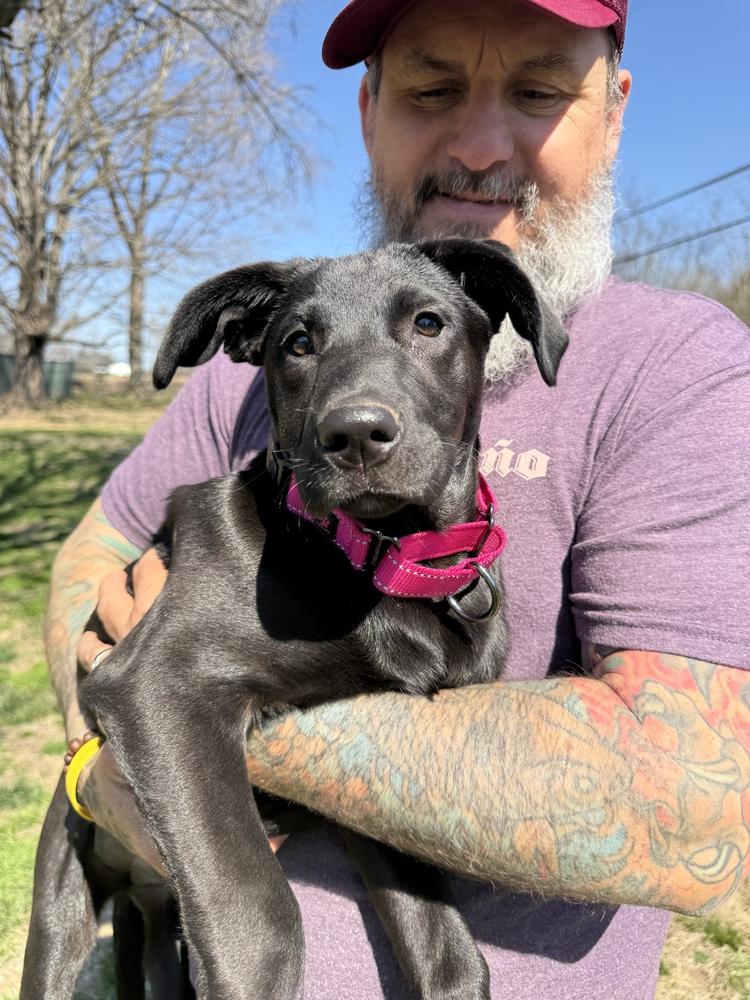 Enlarge Ella Bella, a ADOPTABLE mixed breed in Franklin, TN image 2/6