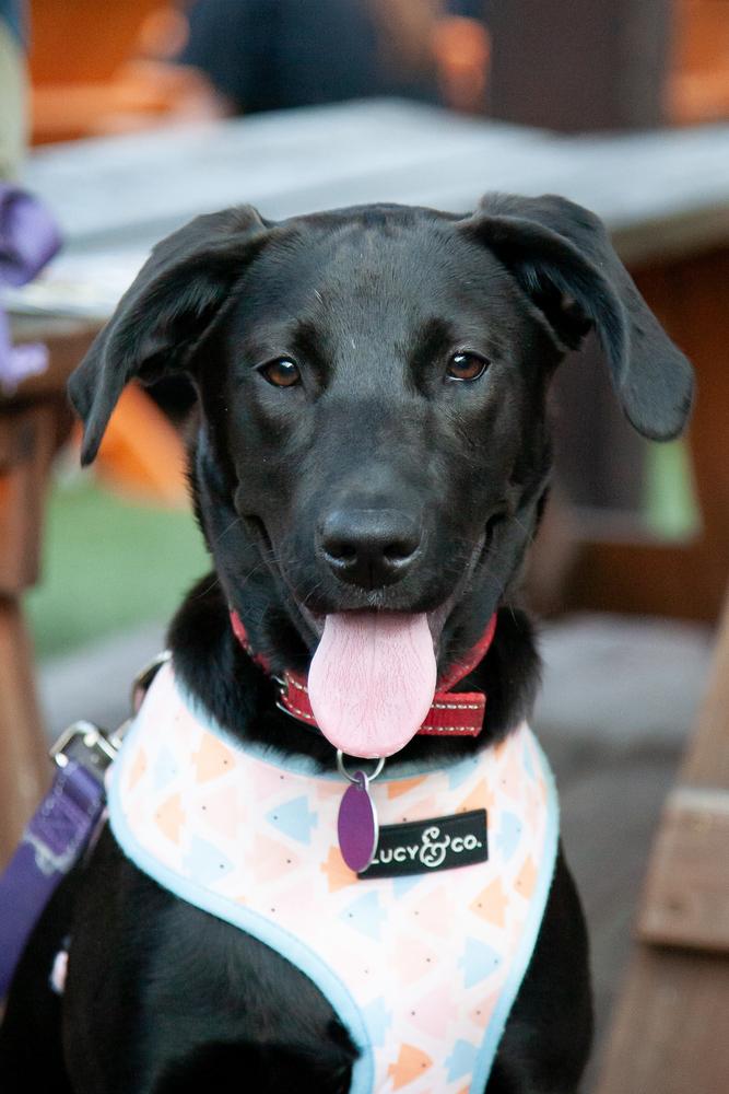 Enlarge Ella Bella, a ADOPTABLE mixed breed in Franklin, TN image 1/6