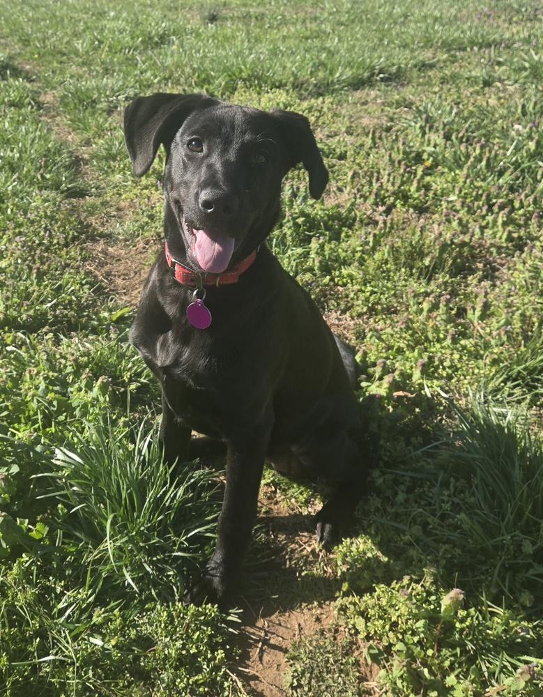 Enlarge Ella Bella, a ADOPTABLE mixed breed in Franklin, TN image 3/6