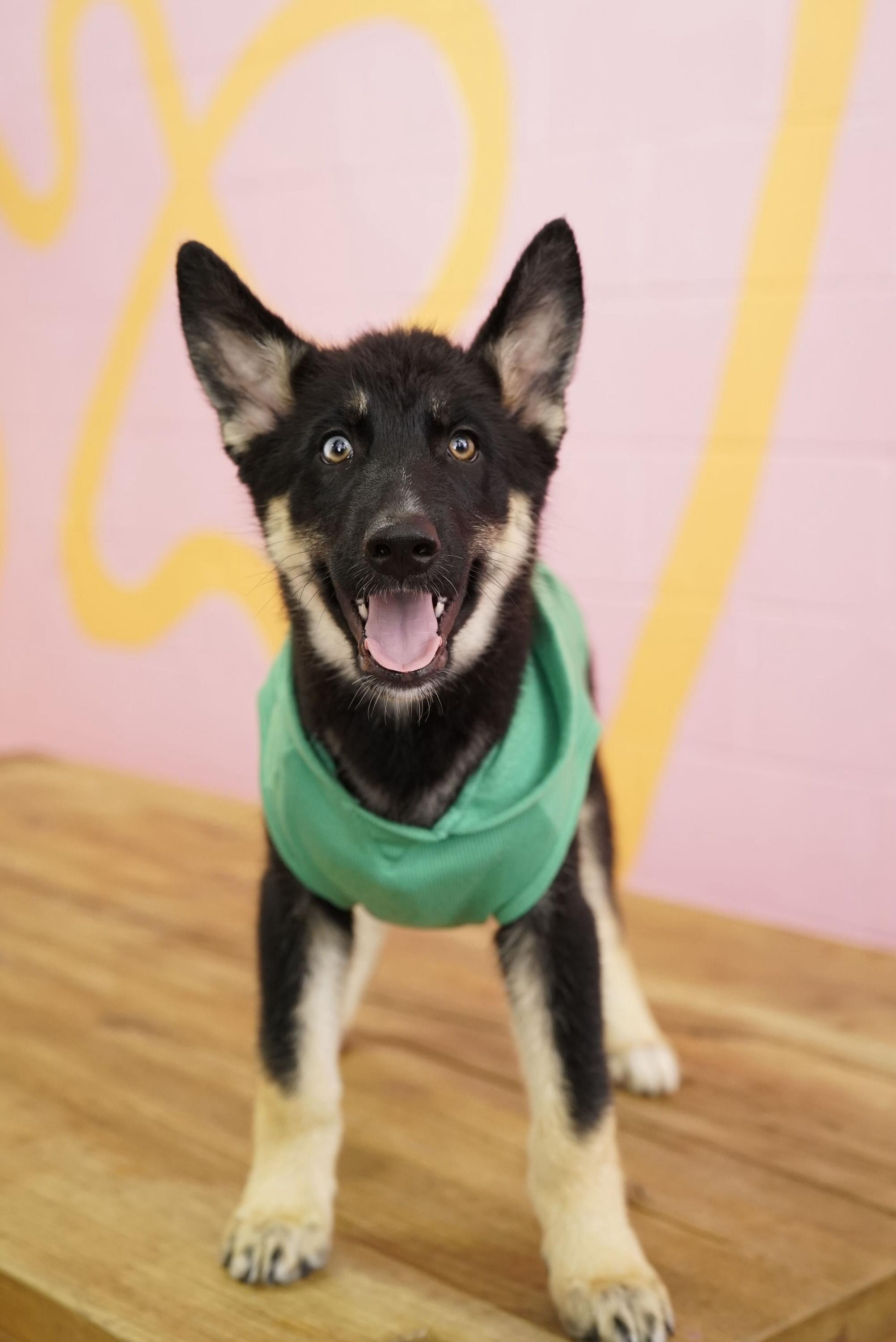 Shaggy, Adoptable, Puppy Male Husky.