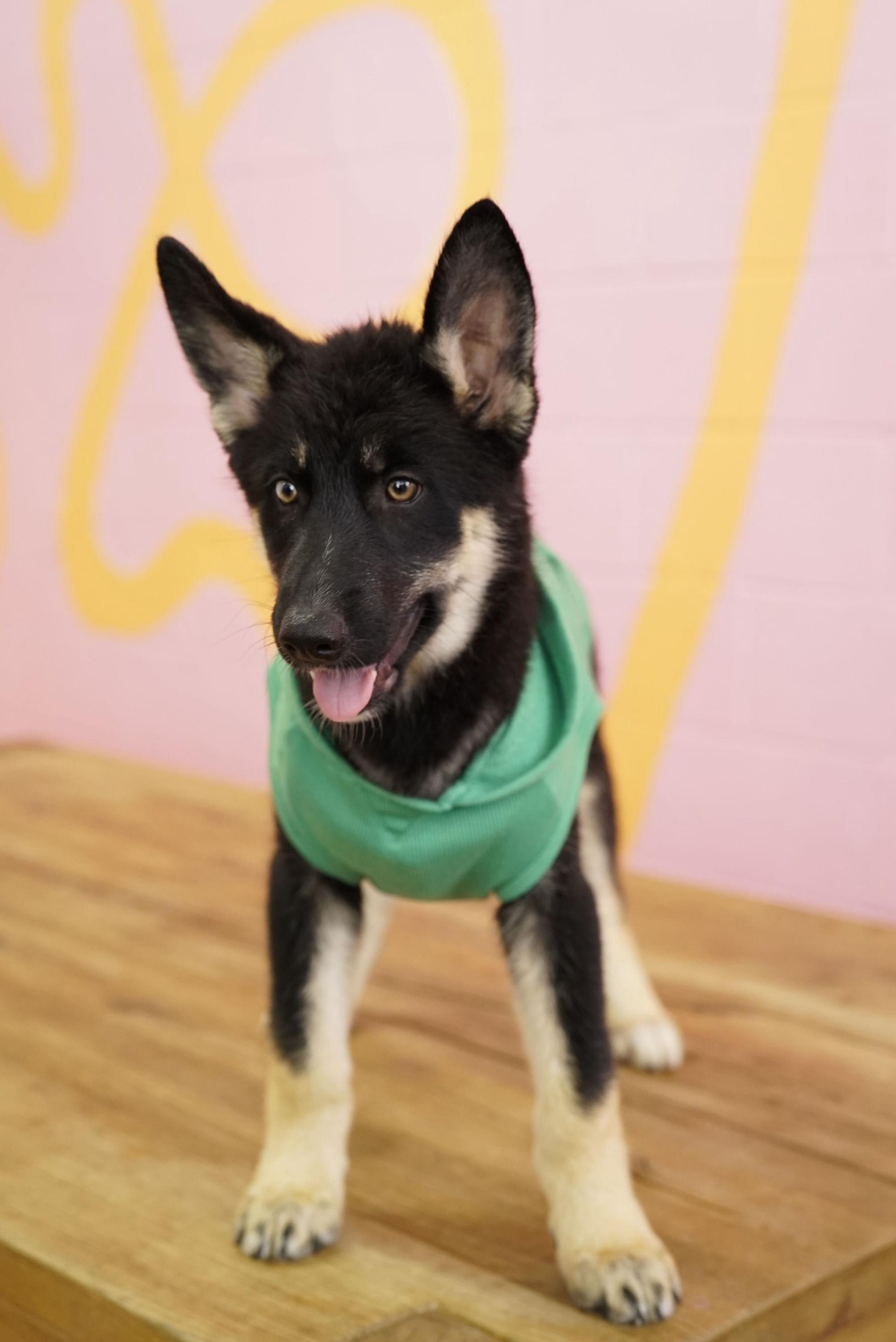 Shaggy, a Adoptable Husky in Pasadena, CA image 2/3
