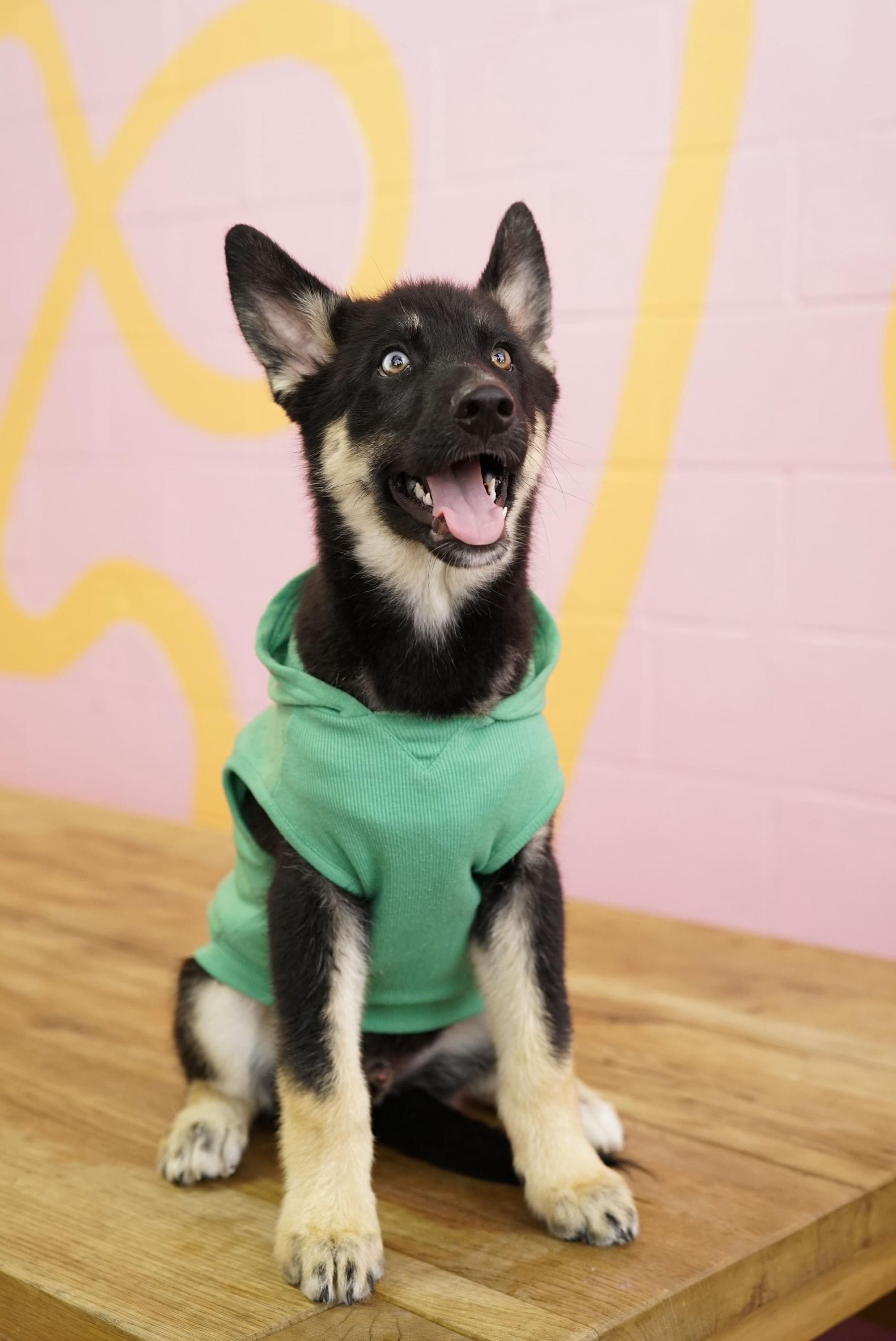 Shaggy, a Adoptable Husky in Pasadena, CA image 3/3