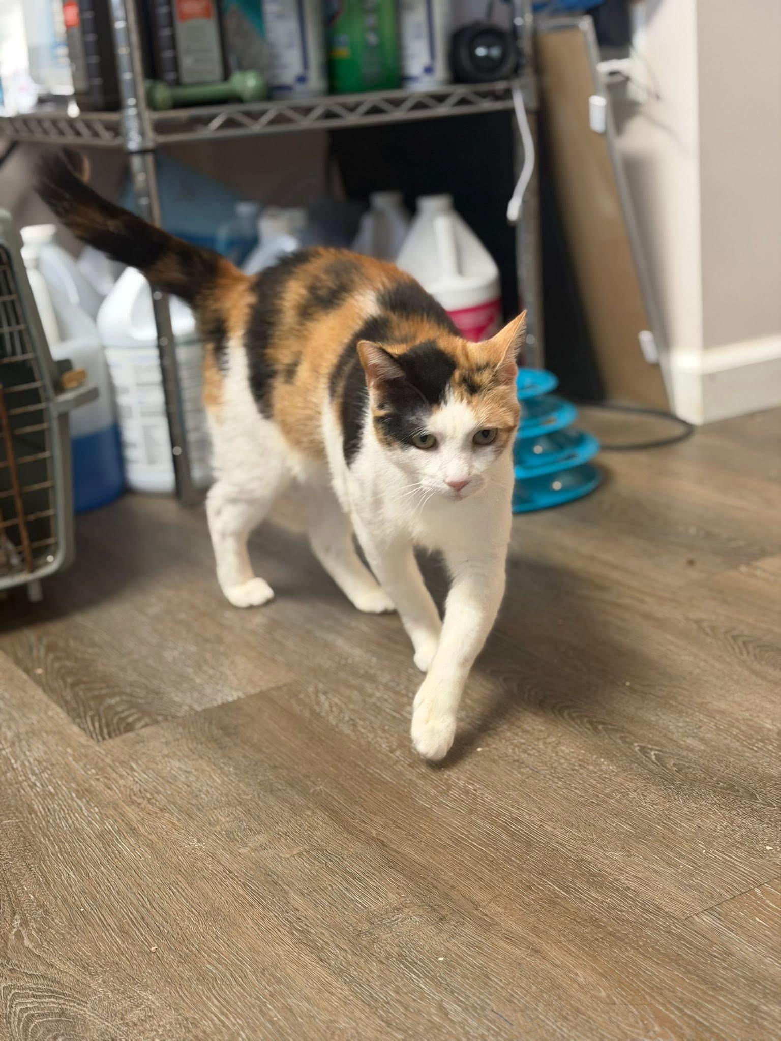 Enlarge Theresa, a Adopted Domestic Short Hair in Avoca, PA image 3/4