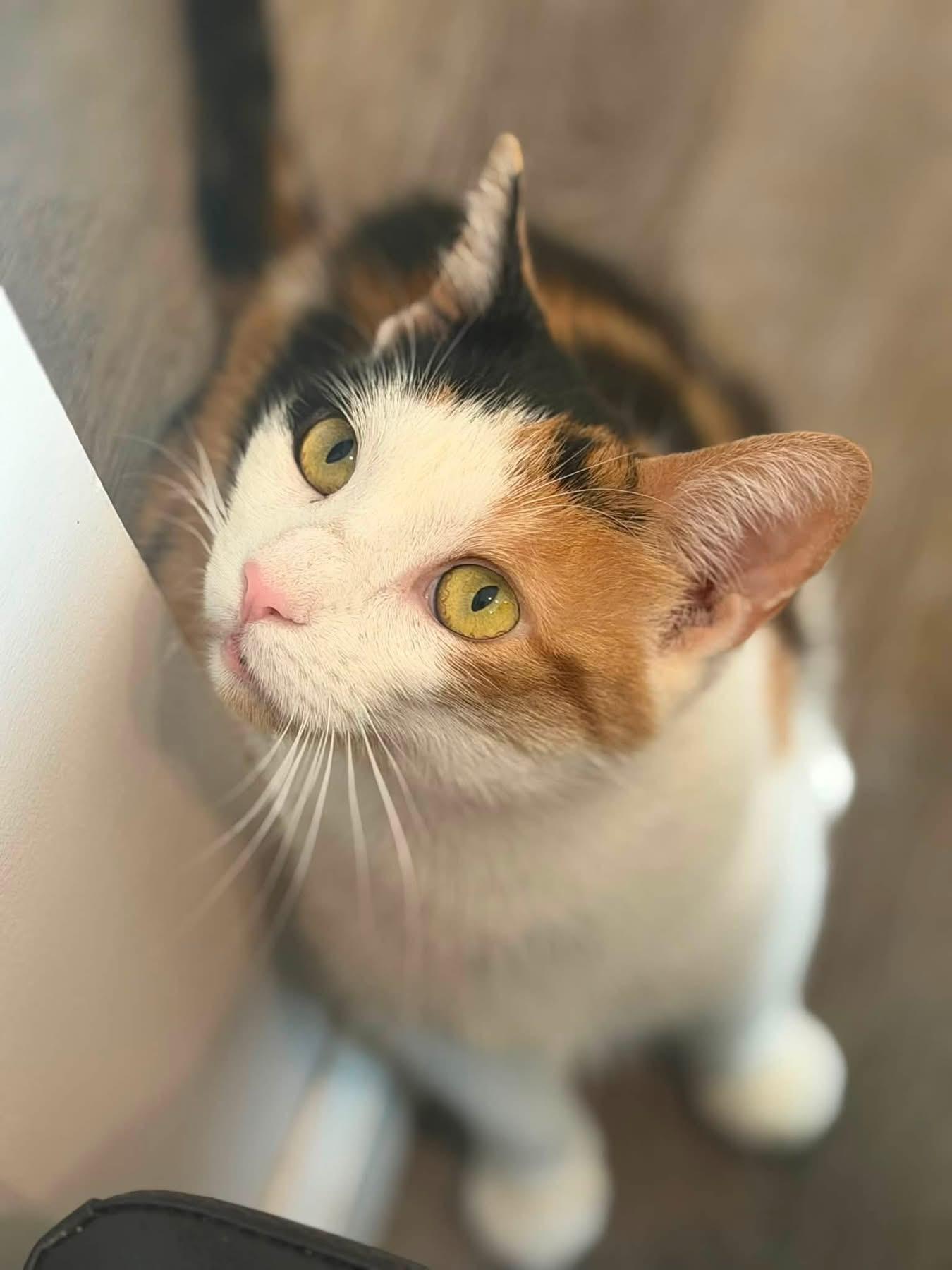 Enlarge Theresa, a Adopted Domestic Short Hair in Avoca, PA image 4/4