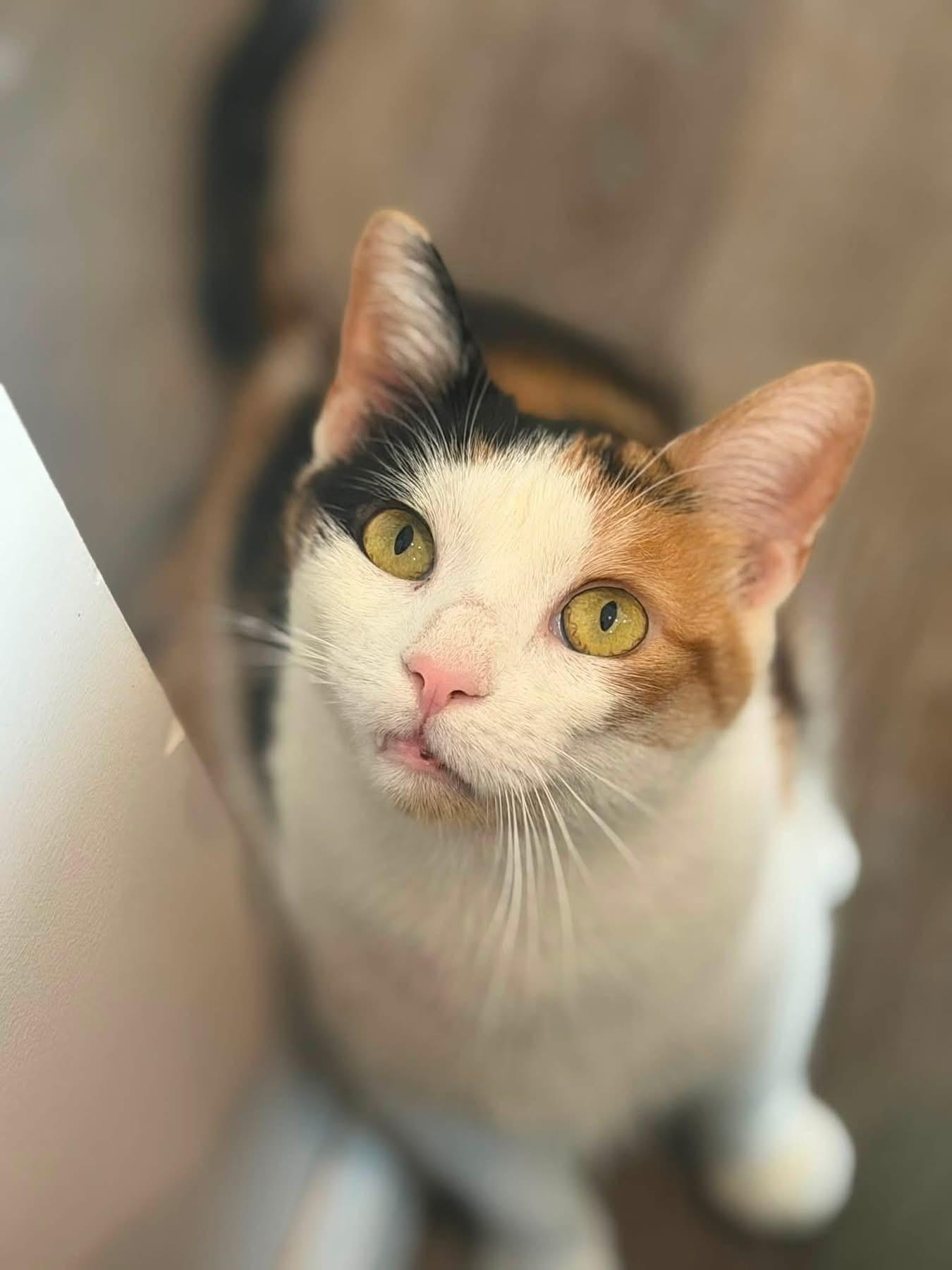 Theresa, Adopted, Young Female Domestic Short Hair.