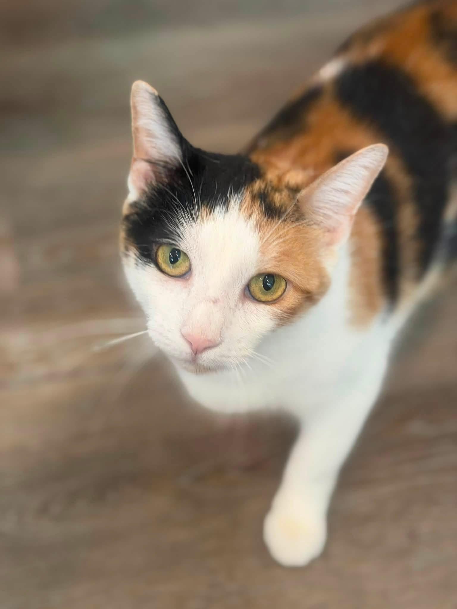 Enlarge Theresa, a Adopted Domestic Short Hair in Avoca, PA image 2/4