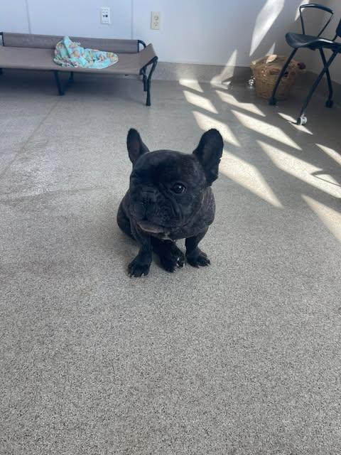 Sherman, a Adopted French Bulldog in Arlee, MT image 1/3