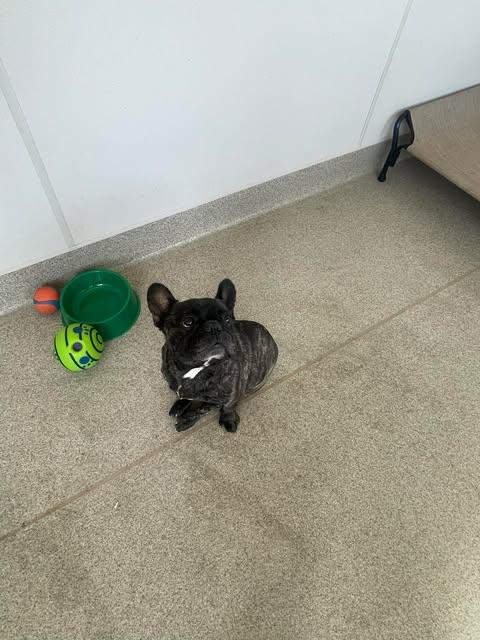 Sherman, a Adopted French Bulldog in Arlee, MT image 2/3