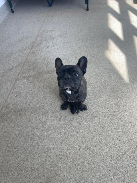 Sherman, a Adopted French Bulldog in Arlee, MT image 3/3