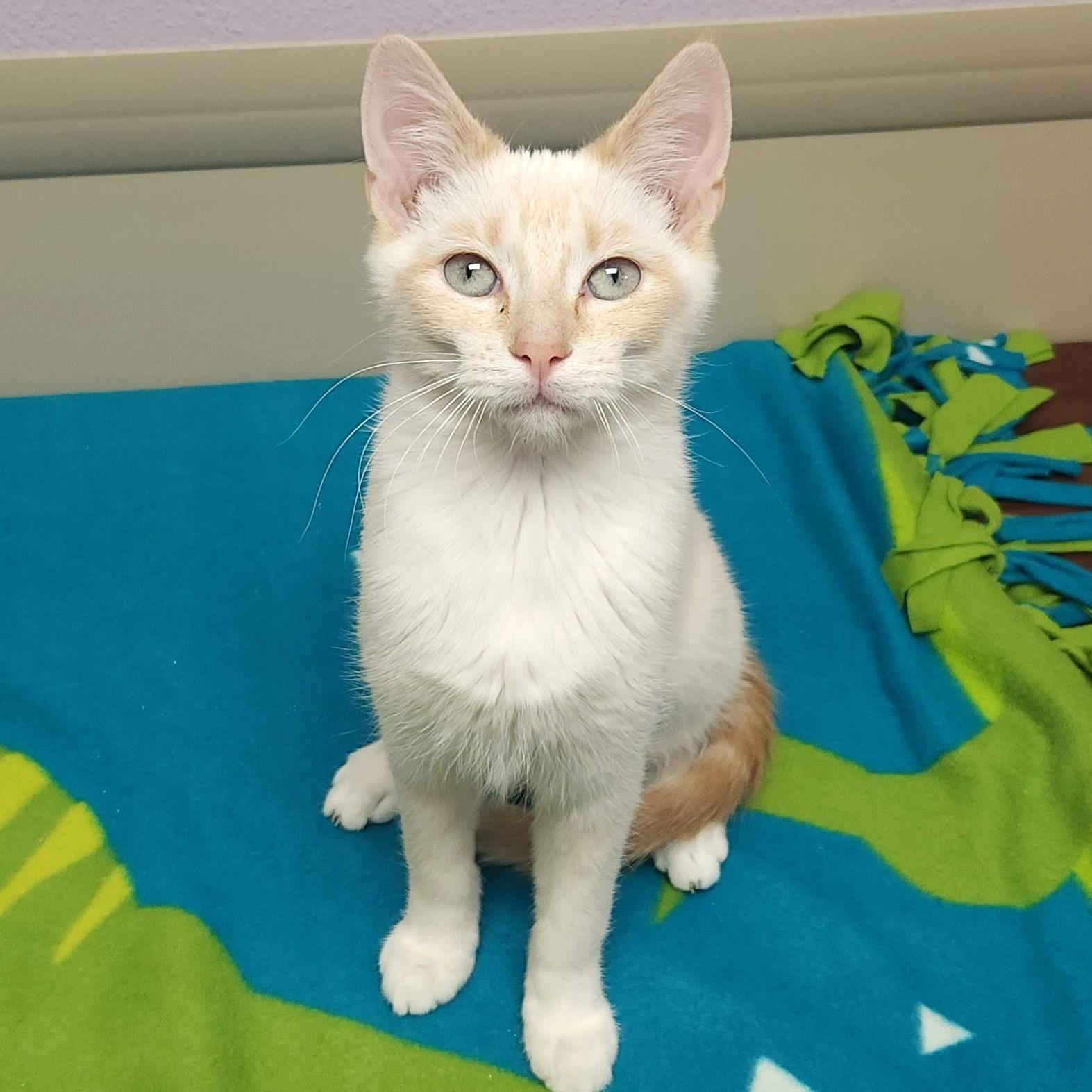 Enlarge Guilder & Florin, an adoptable Siamese in Marshfield, WI image 3/5