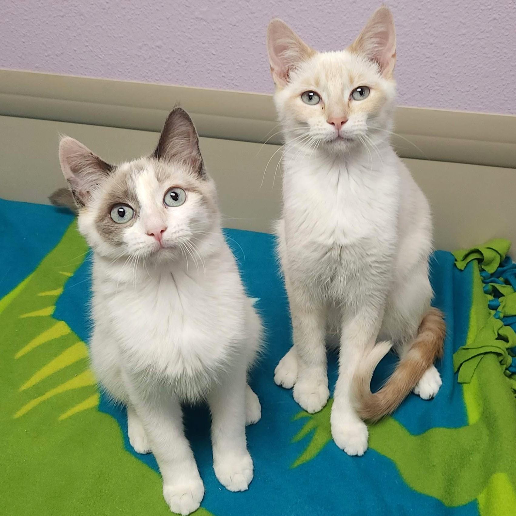 Guilder & Florin, adoptable, Kitten Female Siamese.