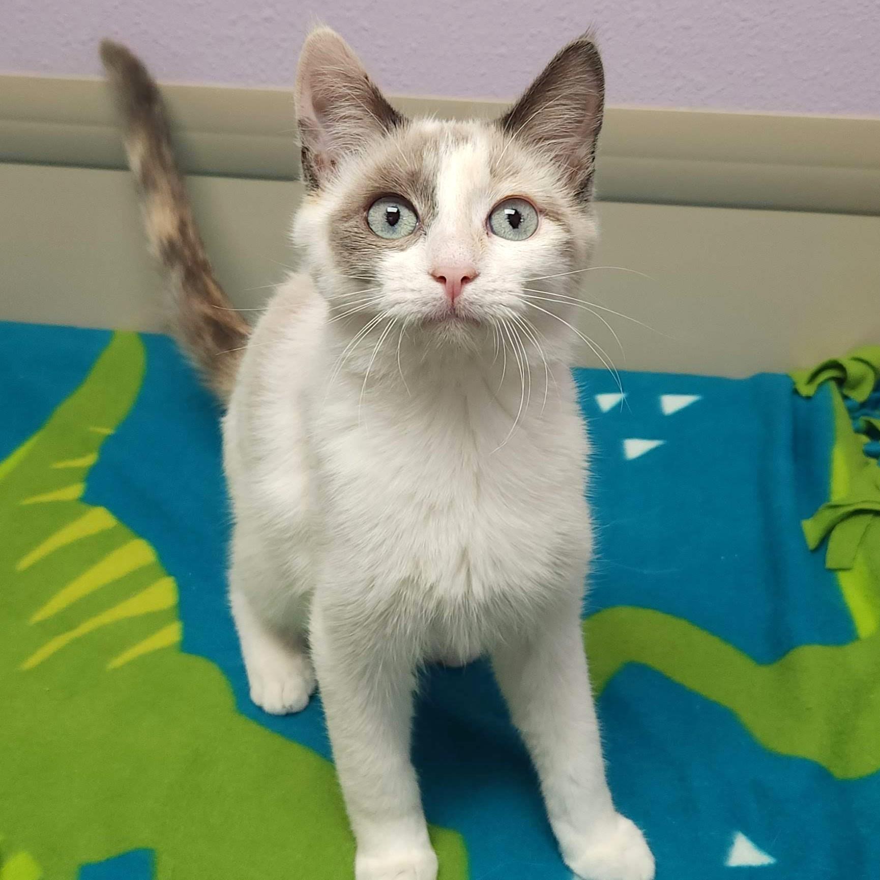 Enlarge Guilder & Florin, an adoptable Siamese in Marshfield, WI image 2/5