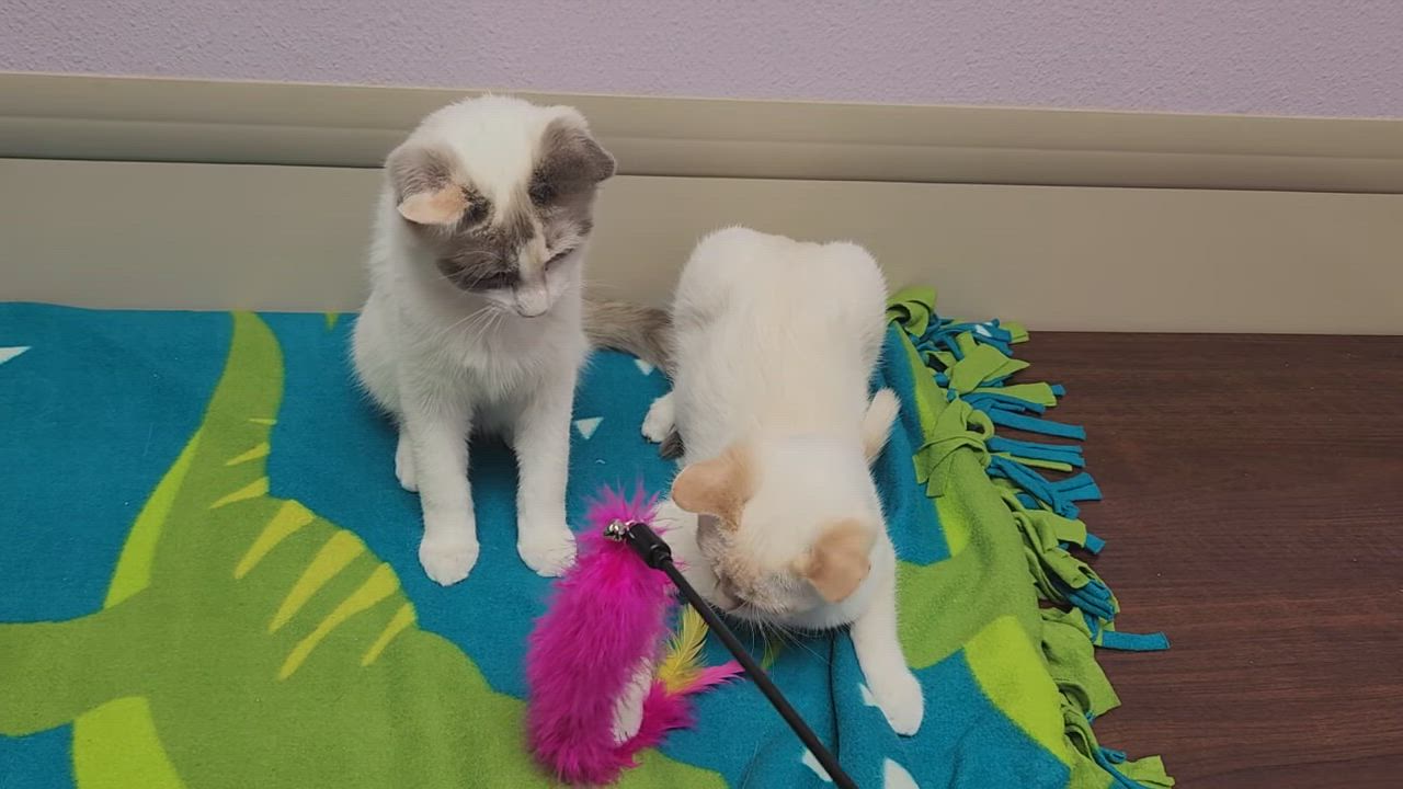 Enlarge Guilder & Florin, an adoptable Siamese in Marshfield, WI video 5/5