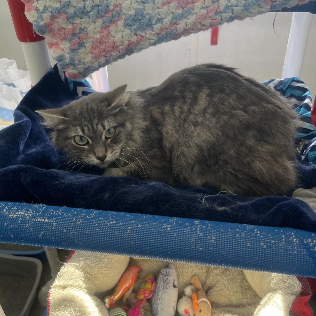 Miso, Adoptable, Young Female Domestic Long Hair.