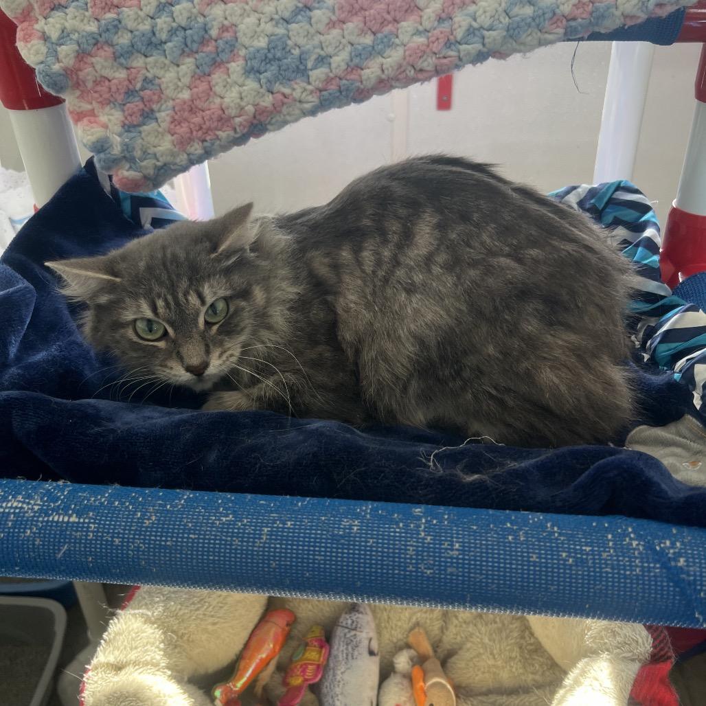 Miso, a Adoptable Domestic Long Hair in Rock Falls, IL image 2/2