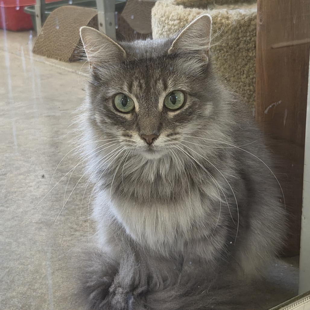 Enlarge Miso, a Adoptable Domestic Long Hair in Rock Falls, IL image 2/2