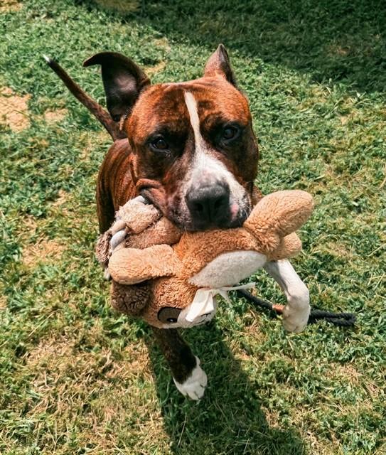 Enlarge REY, a Adoptable Pit Bull Terrier in Leesburg, VA image 1/1