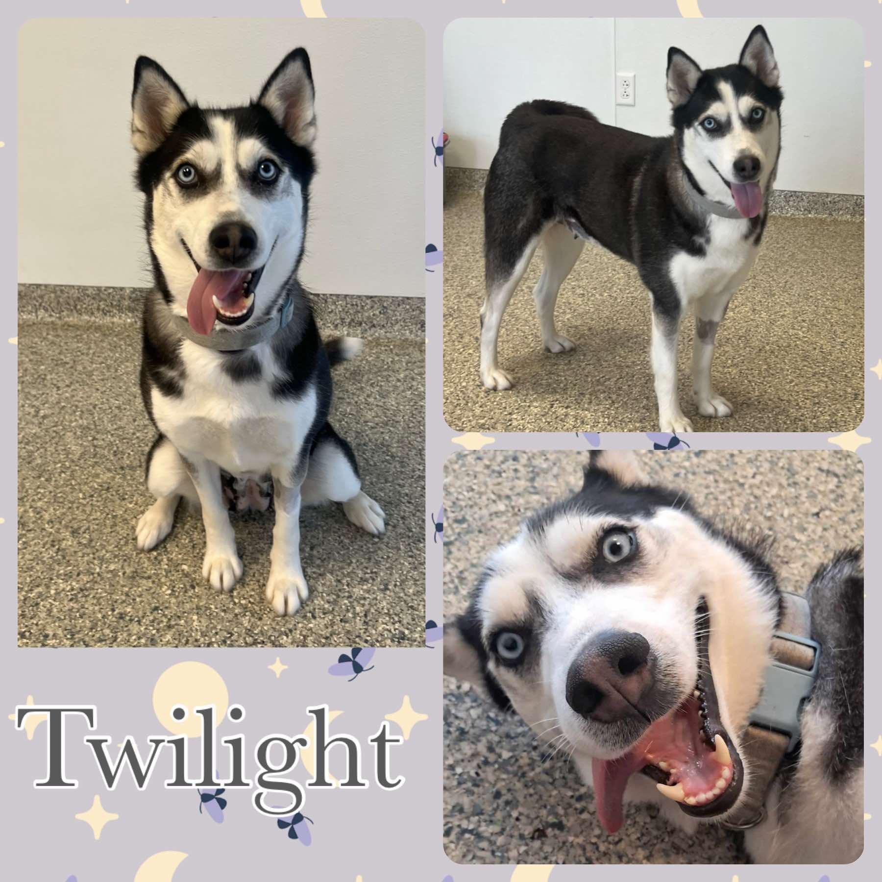 Twilight, Adoptable, Adult Female Husky.