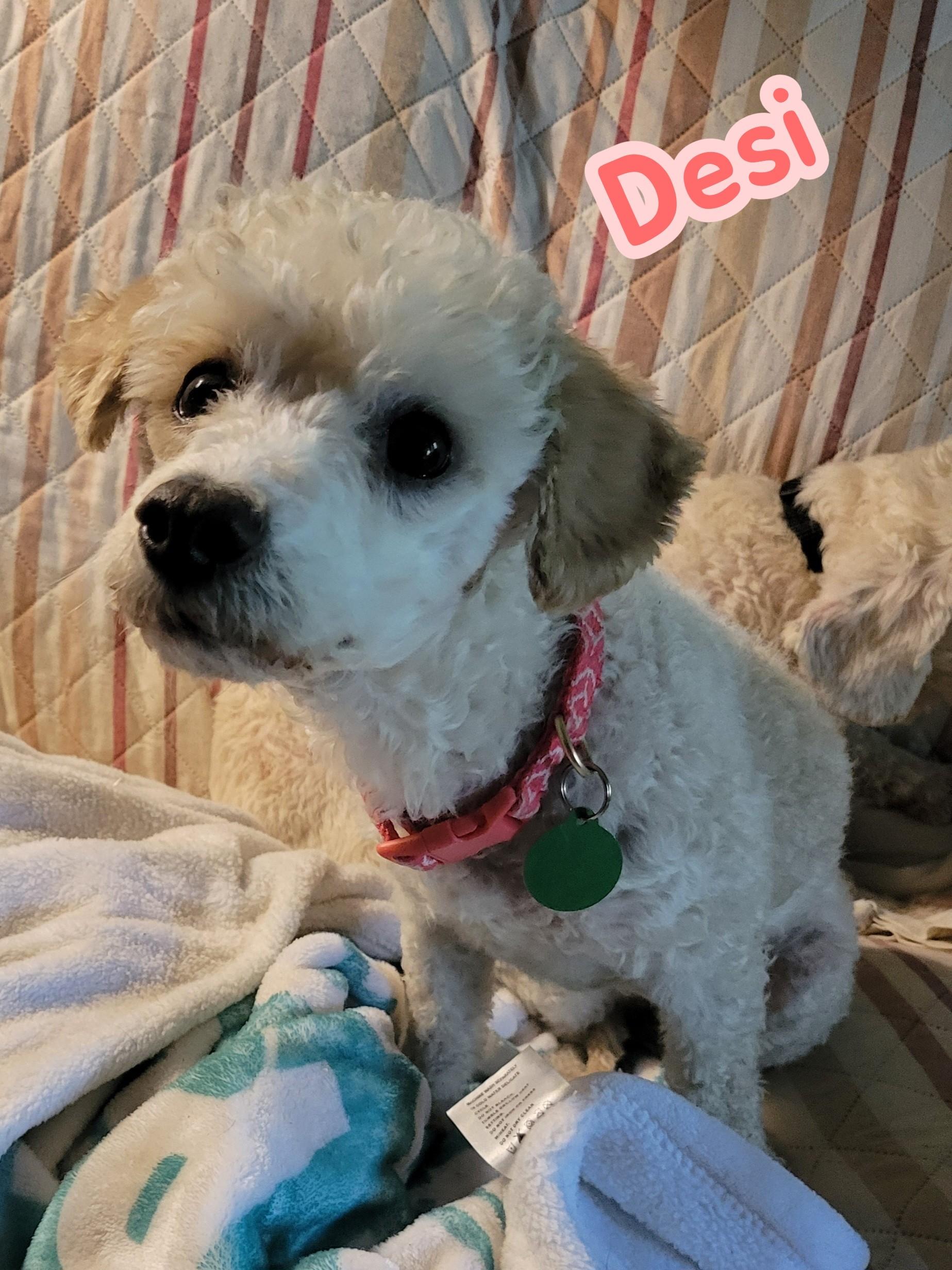 Desi, a Adoptable Miniature Poodle in Florissant, MO image 1/2