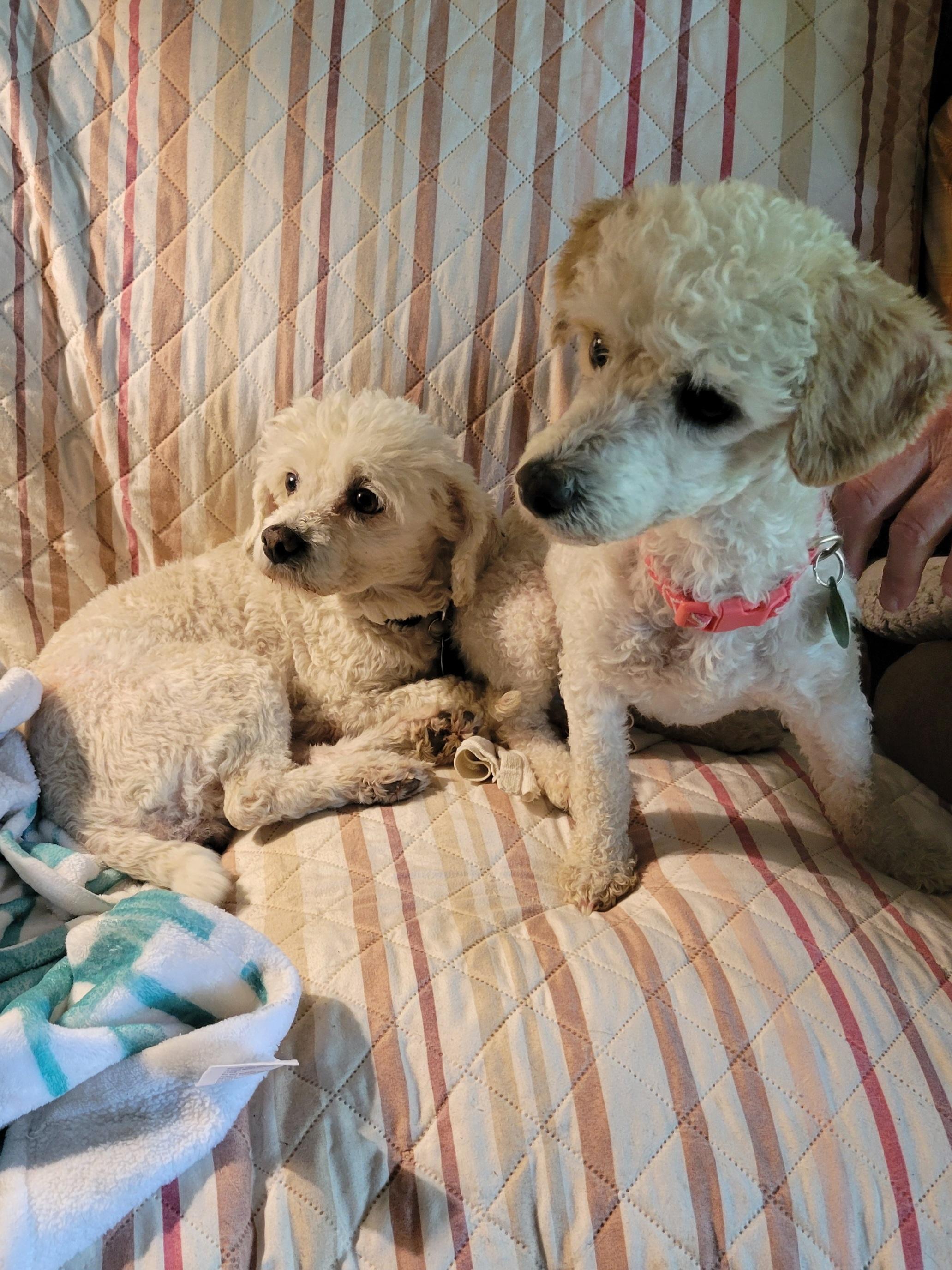 Desi, a Adoptable Miniature Poodle in Florissant, MO image 2/2