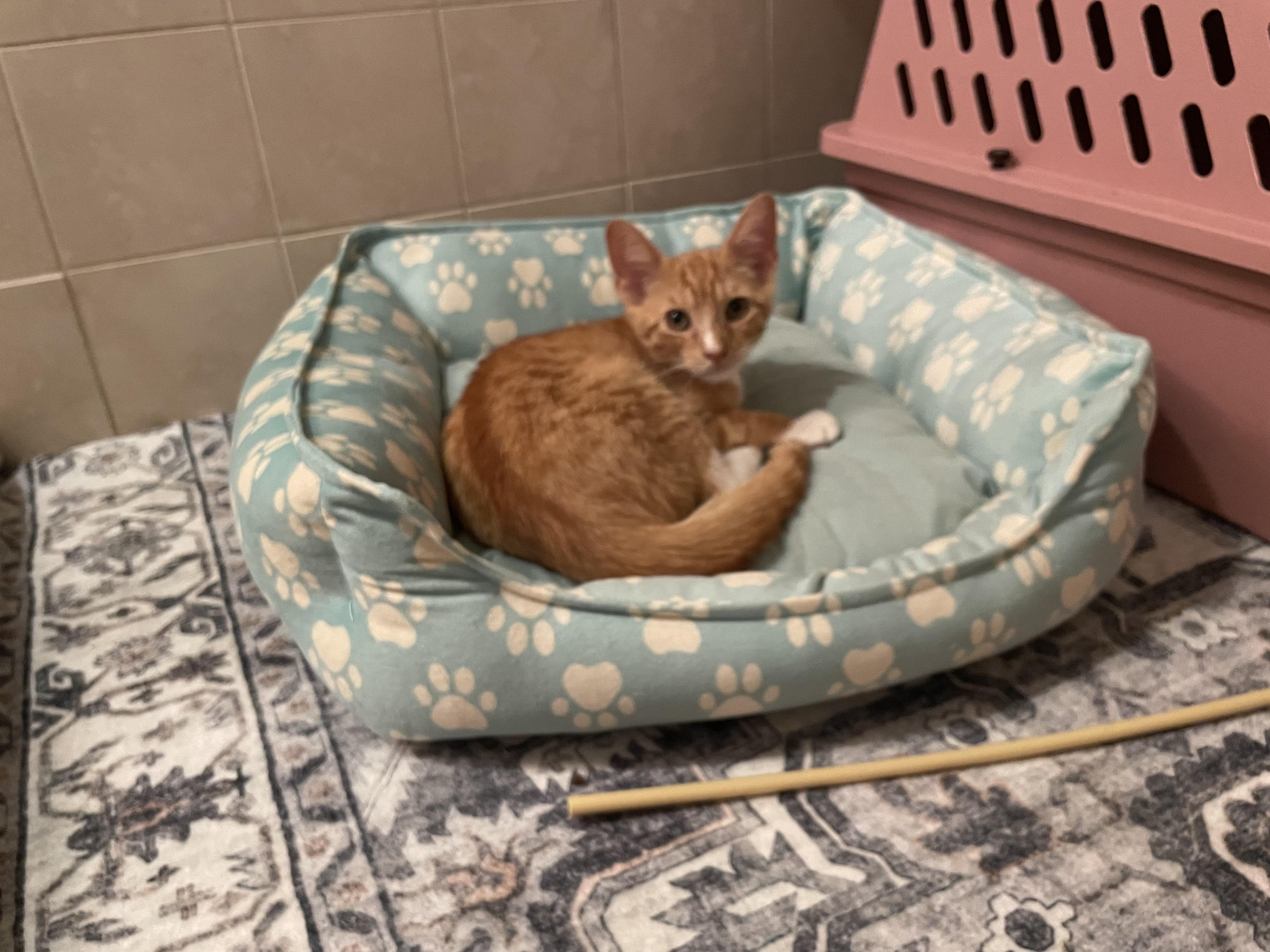 Enlarge Aaron, a Adopted Domestic Short Hair in Westfield, NJ image 1/3