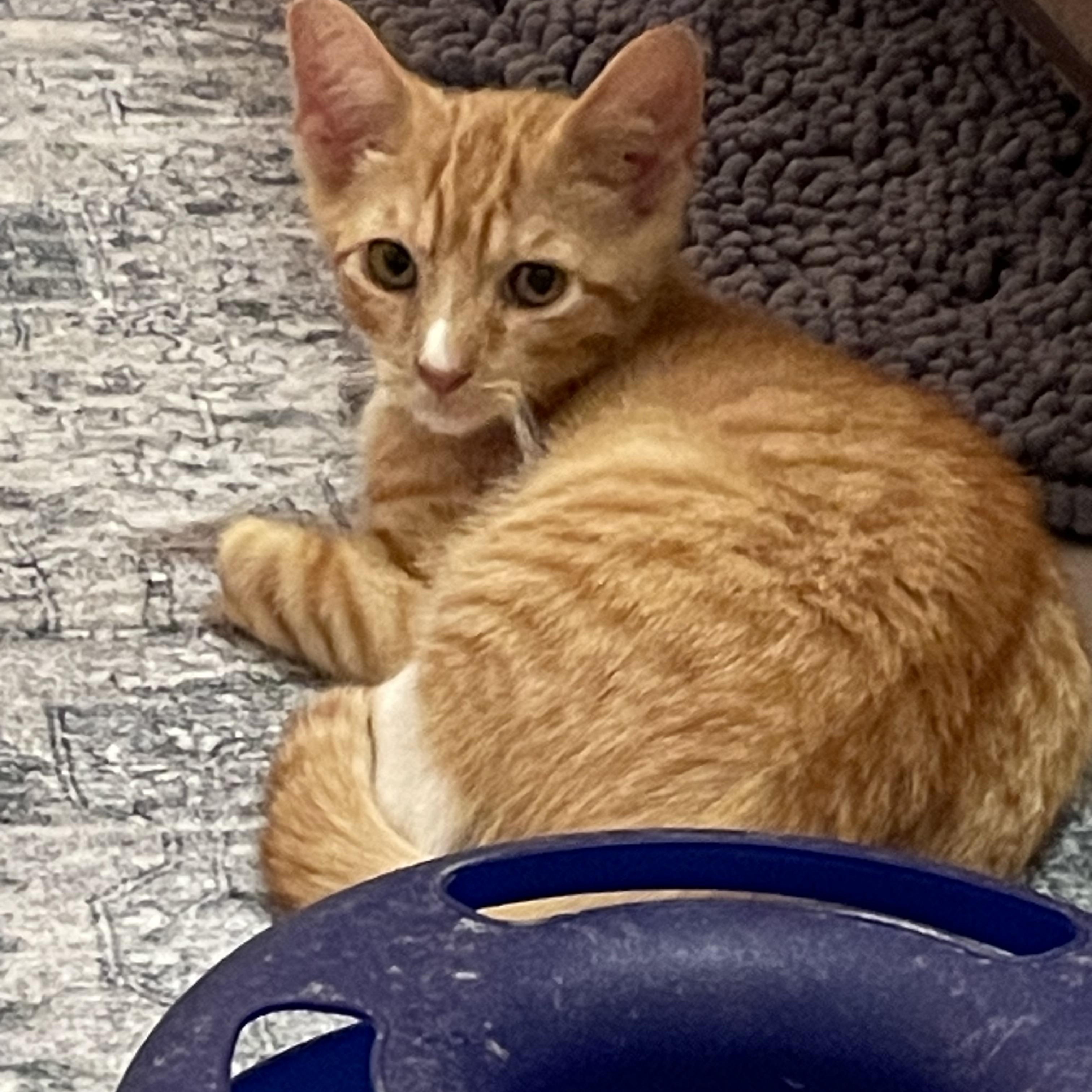 Enlarge Aaron, a Adopted Domestic Short Hair in Westfield, NJ image 2/3
