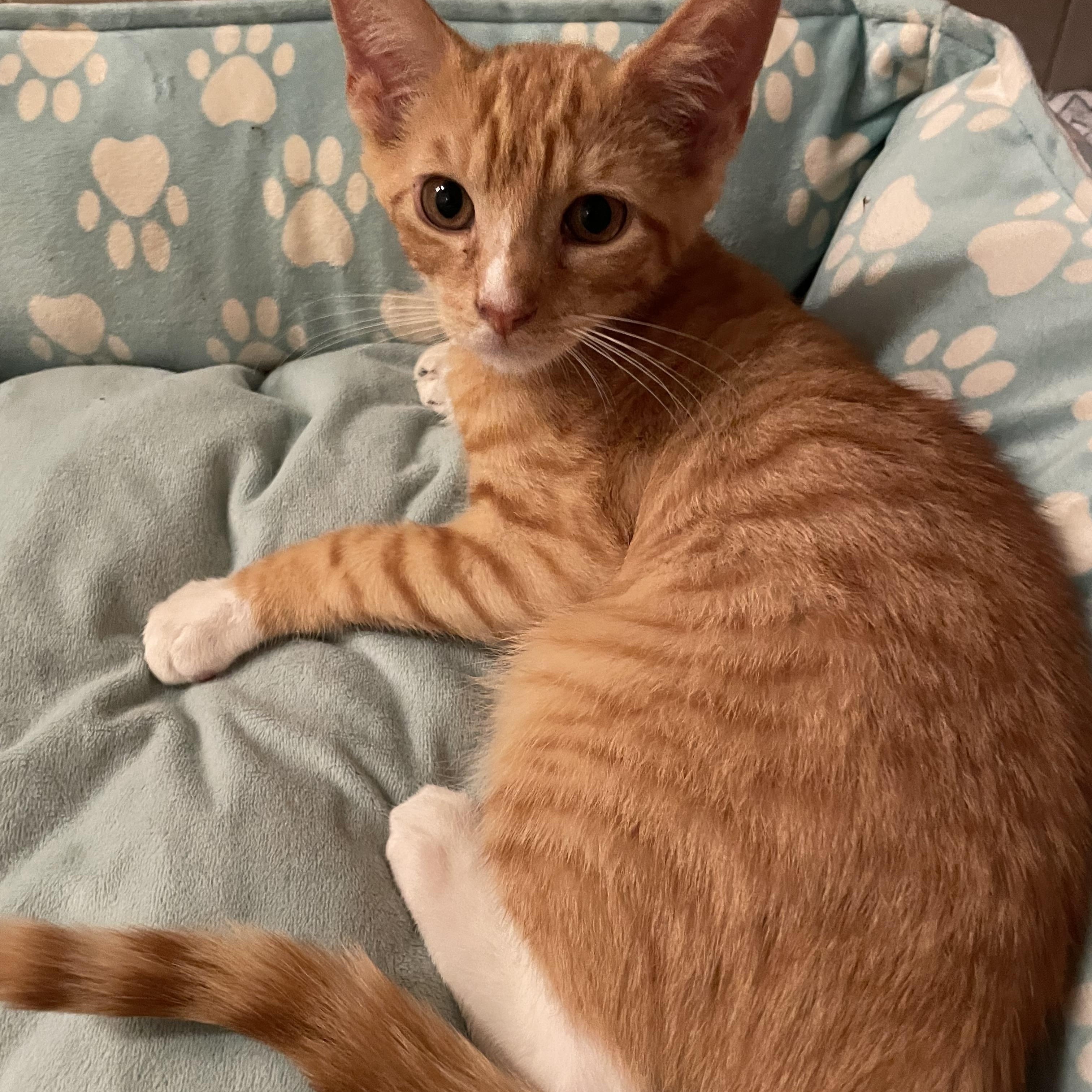 Enlarge Aaron, a Adopted Domestic Short Hair in Westfield, NJ image 3/3
