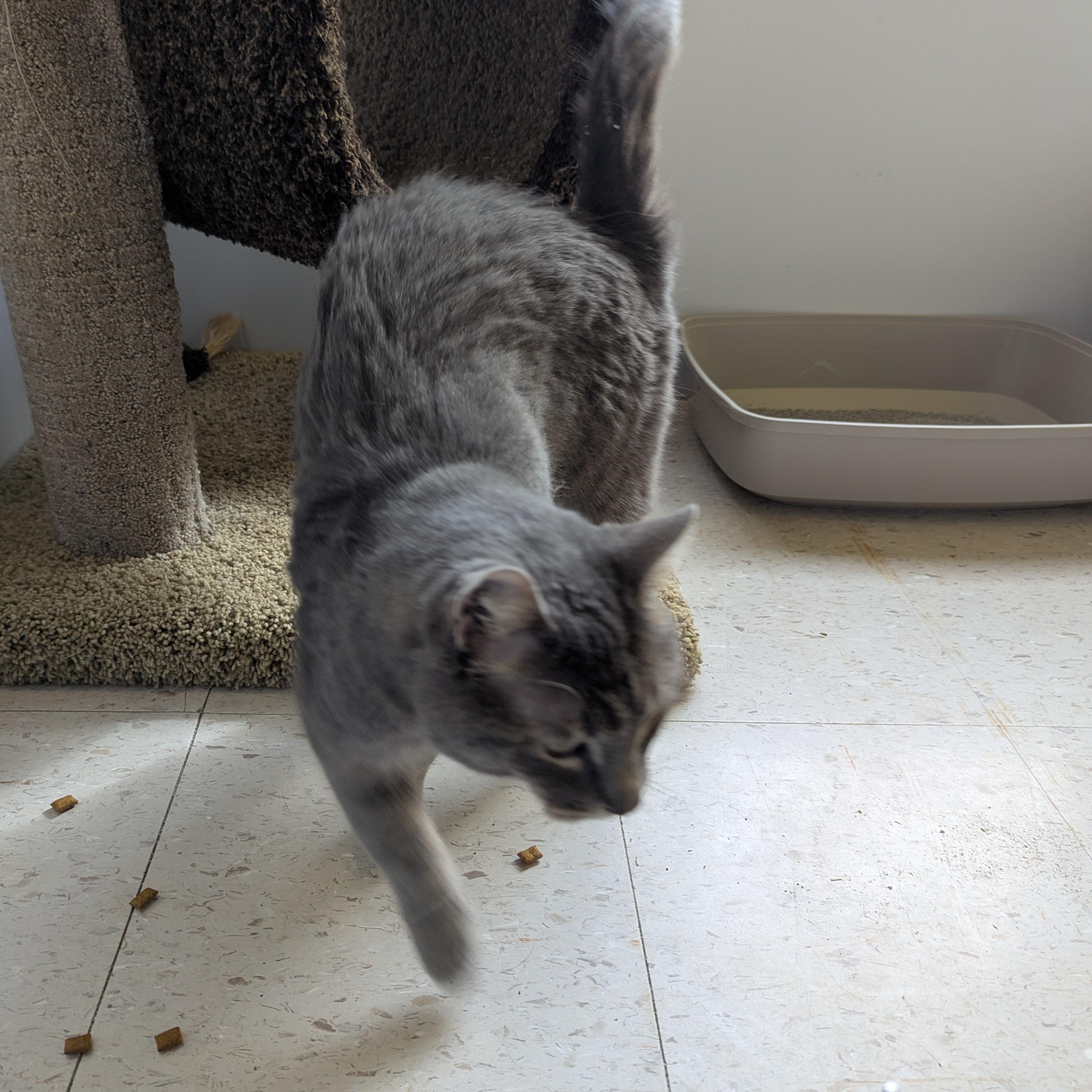 Enlarge Astro, a ADOPTABLE Domestic Short Hair in Morden, MB image 4/4