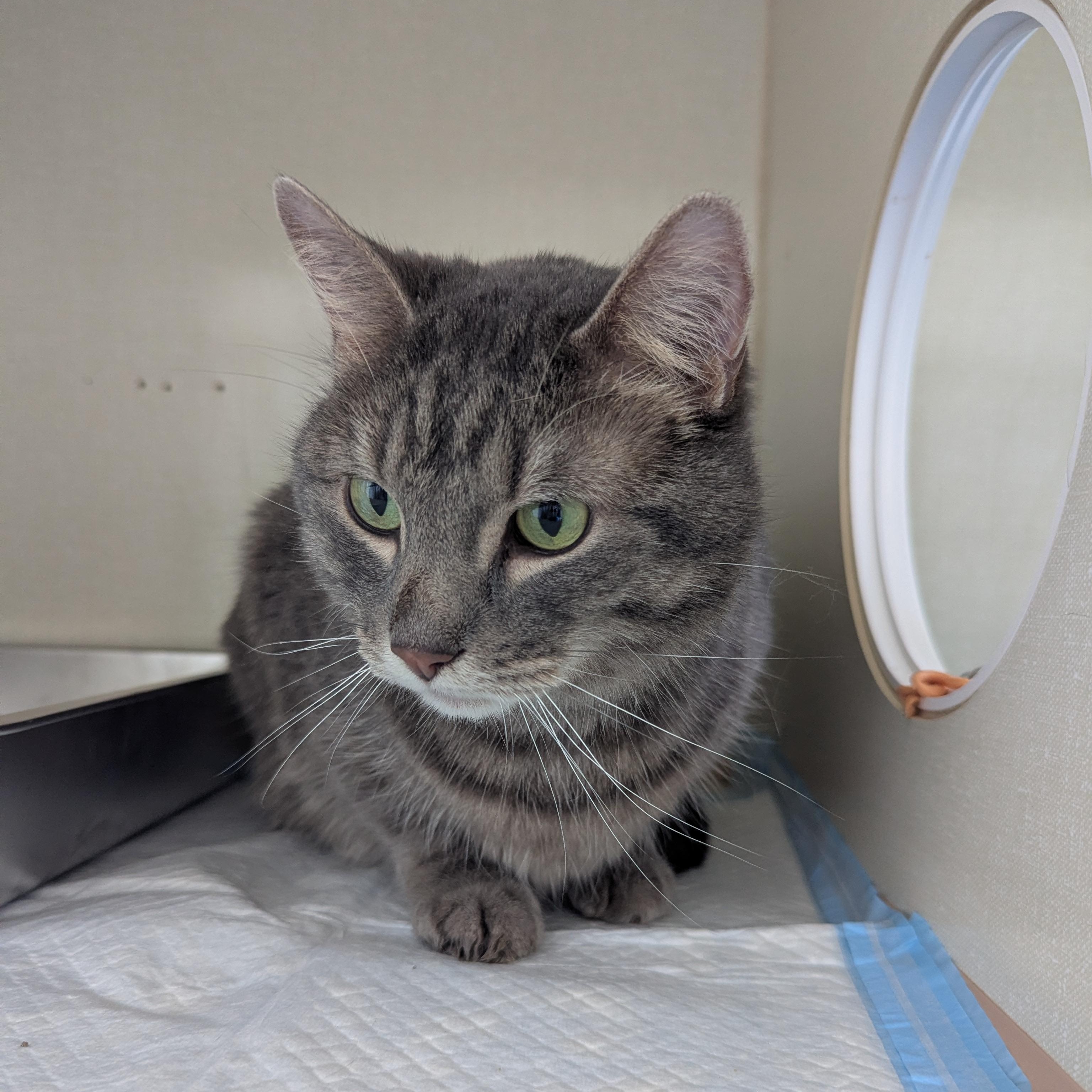 Astro, ADOPTABLE, Adult Male Domestic Short Hair.